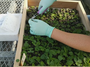 Credit: UF/IFAS Gulf Coast Research and Education Center One tiny leaf disc from each seedling is collected for rapid DNA extraction.