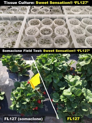 Credit: UF/IFAS Gulf Coast Research and Education Center Tissue culture petri dish of Sweet Sensation FL127 and somaclones growing in a greenhouse
