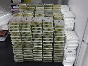 Credit: UF/IFAS Gulf Coast Research and Education Center It only takes 40 minutes to get the DNA test results of 384 seedling samples.
