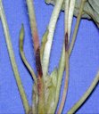 Petiole lesions caused by Colletotrichum acutatum