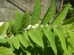 Atis (Philippines) leaves Anonaceae, Atis Annona squamosa Linn. Sugar Apple