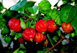 Credit: © Ken Love, University of Hawai‘i In any given fruiting period, fruits ripen over several weeks.