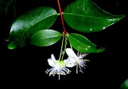 Credit: © Ken Love, University of Hawai‘i Surinam cherry flowers
