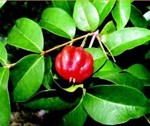 Credit: © Ken Love, University of Hawai‘i Surinam cherry