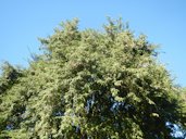 Tamarandus indica in Matictic-Pinagtulayan, Norzagaray, Bulacan Farm to Market Road