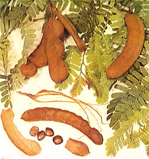 Credit: Julia Morton, Fruits of Warm Climates Plate XIV: TAMARIND, Tamarindus indica