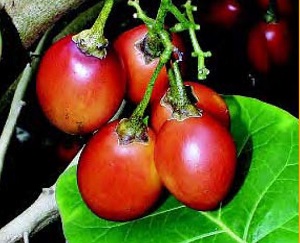 Credit: Ken Love, © 2007, University of Hawai‘i Tamarillo fruit