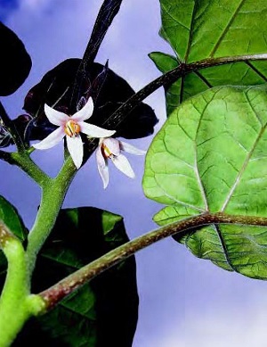 Credit: Ken Love, © 2007, University of Hawai‘i Tree tomato flowers
