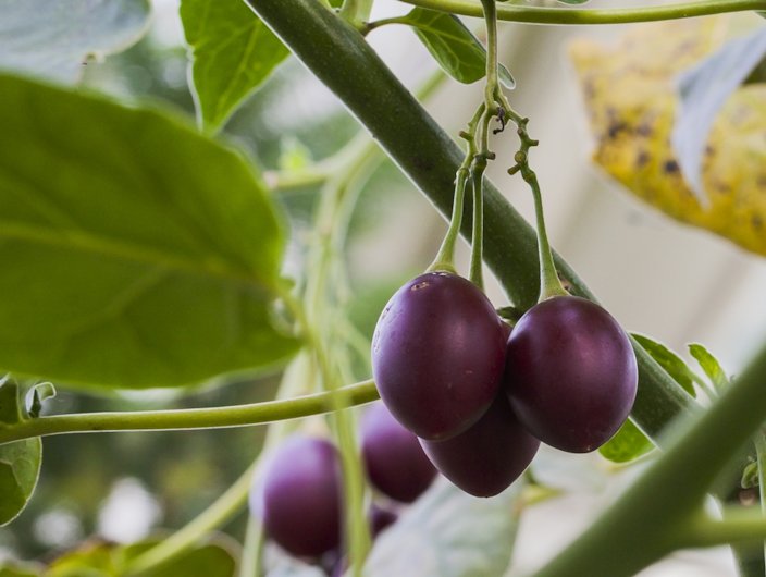 Purple-fruited form being grown at the Munich Botanic Garden, Germany