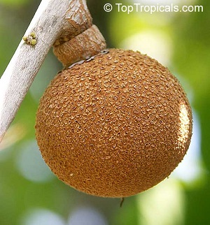 Fruit