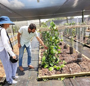 Credit: Vovener de Verlands Edmond, UF|IFAS, TREC Dr. Elias Bassil shows Twyla Leigh the vanilla orchid’s develop