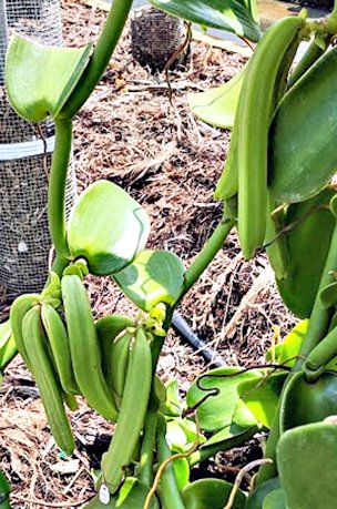 Credit: Vovener de Verlands Edmond, UF|IFAS, TREC Developing vanilla orchid fruit pods (“beans”) in the UF|IFAS TREC Bassil Lab & shadehouse.