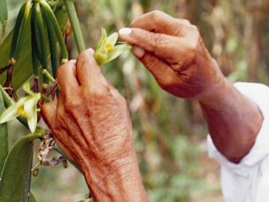 Credit:FAO Manual pollination of Vanilla planifolia.