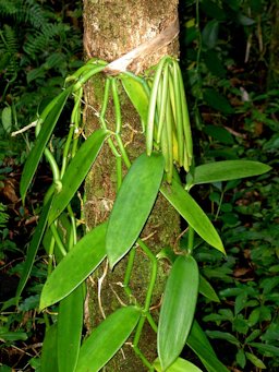 Gousses de vanillier presque mûres, Réunion