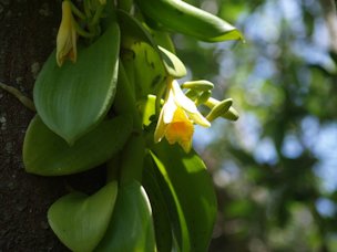 Credit: Fairchild Tropical Botanic Garden Flowers are fragrant, and are attractive to bees, butterflies and birds.