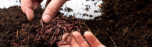 Credit: Gardeners of Southwest Florida Using worms in the landscape