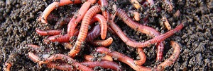 Credit: Gardeners of Southwest Florida Worms
