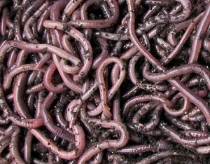 Credit: Gardeners of Southwest Florida Worms