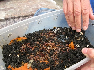 Credit: Gardeners of Southwest Florida Instructions