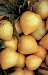 Credit: fairchildgarden.org Canistel fruit