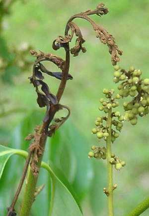 Credit: Bill Mee & Krystal Folino Lychee Webworm Damage to a Flower Panicle