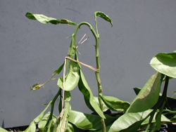 Credit: Julian W. Sauls, Aggie Horticulture®, Texas A&M AgriLife Extension Bud forcing by bending