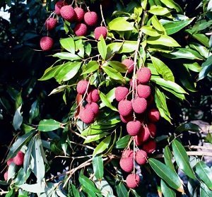 Credit: Bill Mee & Krystal Folino Perfect Ripe Brewster Lychees