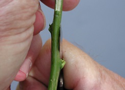 Credit: Julian W. Sauls, Aggie Horticulture®, Texas A&M AgriLife Extension Side view of start of bud cutting