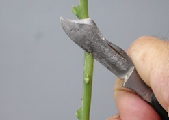 Credit: Julian W. Sauls, Aggie Horticulture®, Texas A&M AgriLife Extension Start of bud cutting
