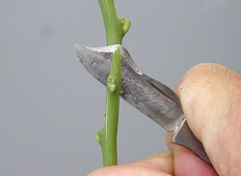 Credit: Julian W. Sauls, Aggie Horticulture®, Texas A&M AgriLife Extension Middle of bud cutting