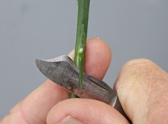 Credit: Julian W. Sauls, Aggie Horticulture®, Texas A&M AgriLife Extension Finish of bud cutting