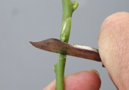 Credit: Julian W. Sauls, Aggie Horticulture®, Texas A&M AgriLife Extension Bud cut off, if necessary