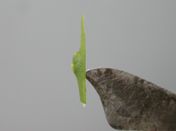 Credit: Julian W. Sauls, Aggie Horticulture®, Texas A&M AgriLife Extension Completed bud ready to insert