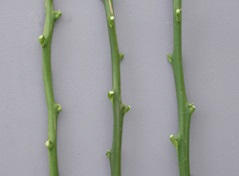 Credit: Julian W. Sauls, Aggie Horticulture®, Texas A&M AgriLife Extension Comparing budsticks