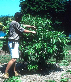 Credit: fairchildgarden.org Canistel Tree