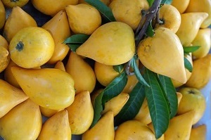 Credit: Fairchild Tropical Botanic Garden Canistel (Pouteria campechiana)
