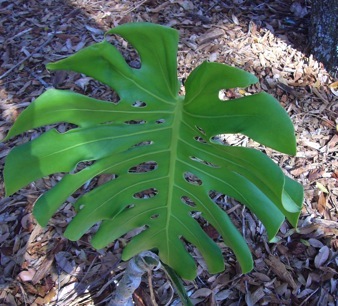 The "monster's" leaf