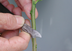Credit: Julian W. Sauls, Aggie Horticulture®, Texas A&M AgriLife Extension Beginning the horizontal cut