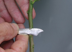 Credit: Julian W. Sauls, Aggie Horticulture®, Texas A&M AgriLife Extension Middle of the horizontal cut