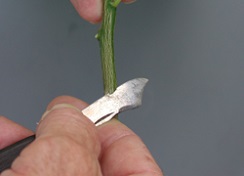 Credit: Julian W. Sauls, Aggie Horticulture®, Texas A&M AgriLife Extension Finish of the horizontal cut