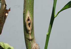 Credit: Julian W. Sauls, Aggie Horticulture®, Texas A&M AgriLife Extension Bud failure