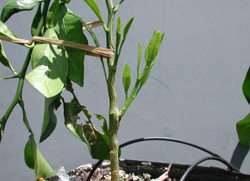 Credit: Julian W. Sauls, Aggie Horticulture®, Texas A&M AgriLife Extension Disbud rootstock sprouts