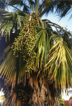 Credit: California Rare Fruit Growers Guadelupe Palm