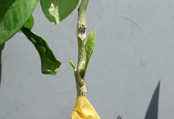Credit: Julian W. Sauls, Aggie Horticulture®, Texas A&M AgriLife Extension New bud starting to grow