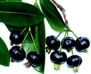 Credit: © Ken Love, University of Hawai‘i Grumichama fruit