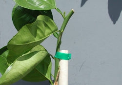 Credit: Julian W. Sauls, Aggie Horticulture®, Texas A&M AgriLife Extension Budling staked, tied and headed