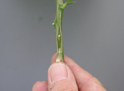 Credit: Julian W. Sauls, Aggie Horticulture®, Texas A&M AgriLife Extension Complete bud insertion
