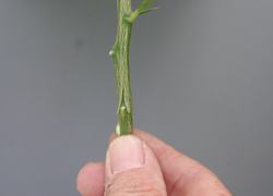 Credit: Julian W. Sauls, Aggie Horticulture®, Texas A&M AgriLife Extension Start of bud insertion