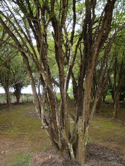 Fruiting plant, growing in a home orchard