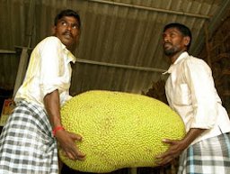 Credit: Shree Padre, Adike Patrike, panasamwonders.blogspot.com Jackfruit weighing 61 kg.